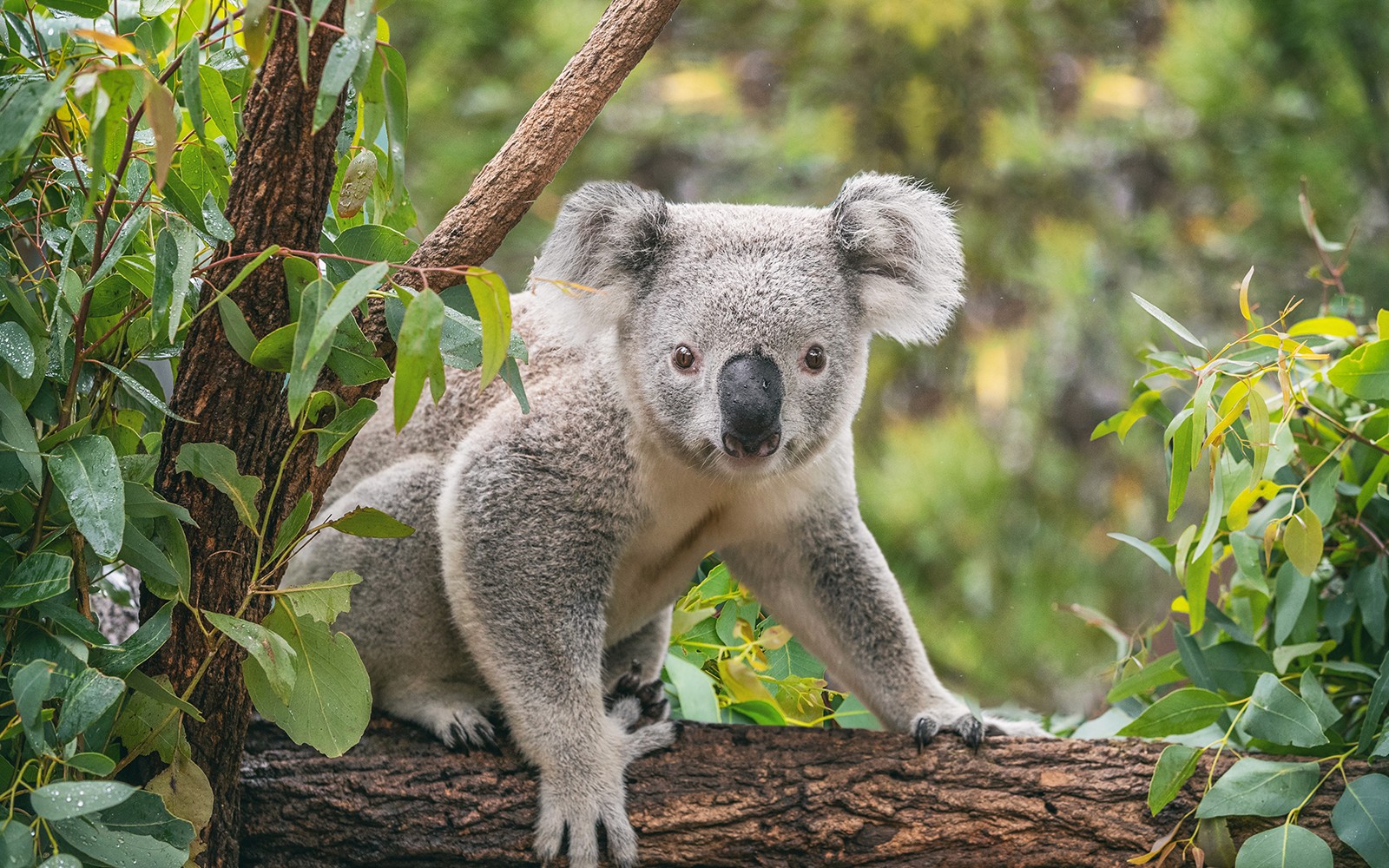 Taronga Zoo Tickets