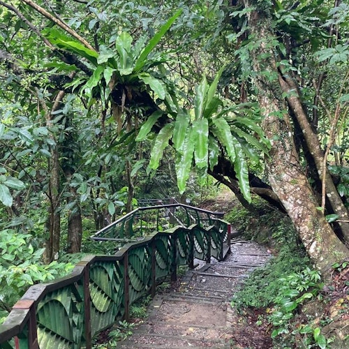 Pinglin Tea Culture & Maokong: Guided Day Tour from Taipei + Gondola Ride — gallery 3