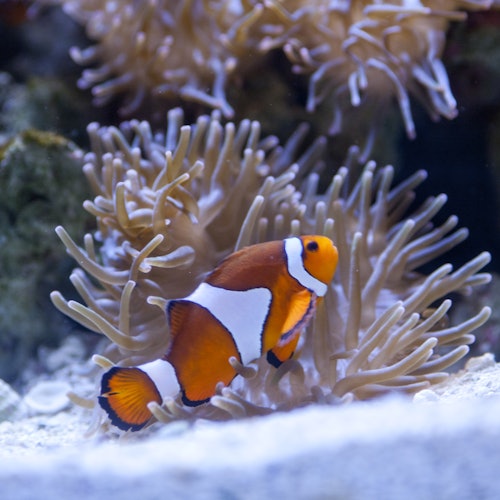 Tampa ZooQuarium: ZooTampa & The Florida Aquarium Combo Ticket — gallery 4
