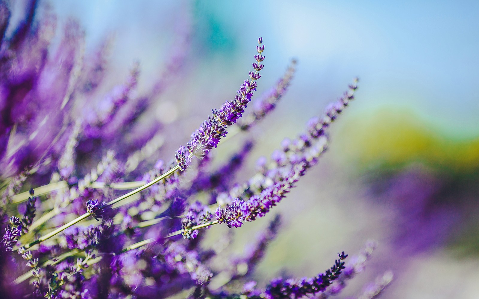 From Hobart: Port Arthur & Lavender Farm Guided Tour — gallery 1