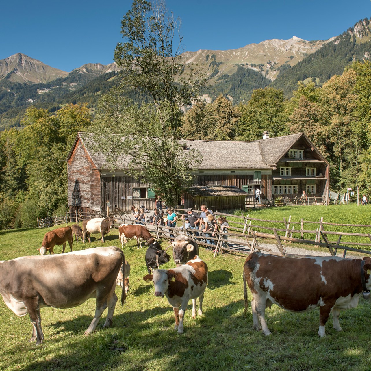 Open-Air Museum Ballenberg: Skip The Line Ticket