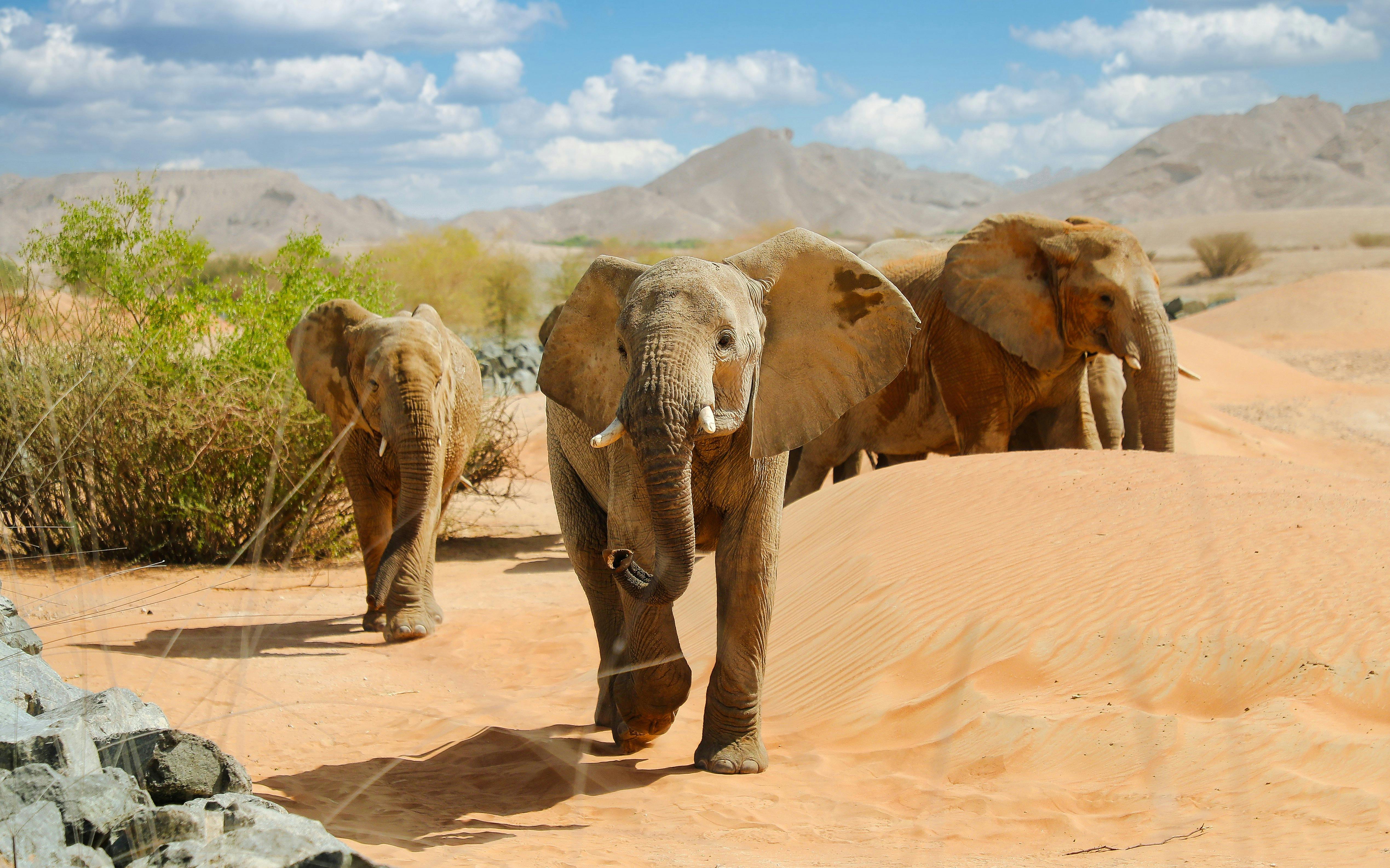 Al Ain Zoo Tickets