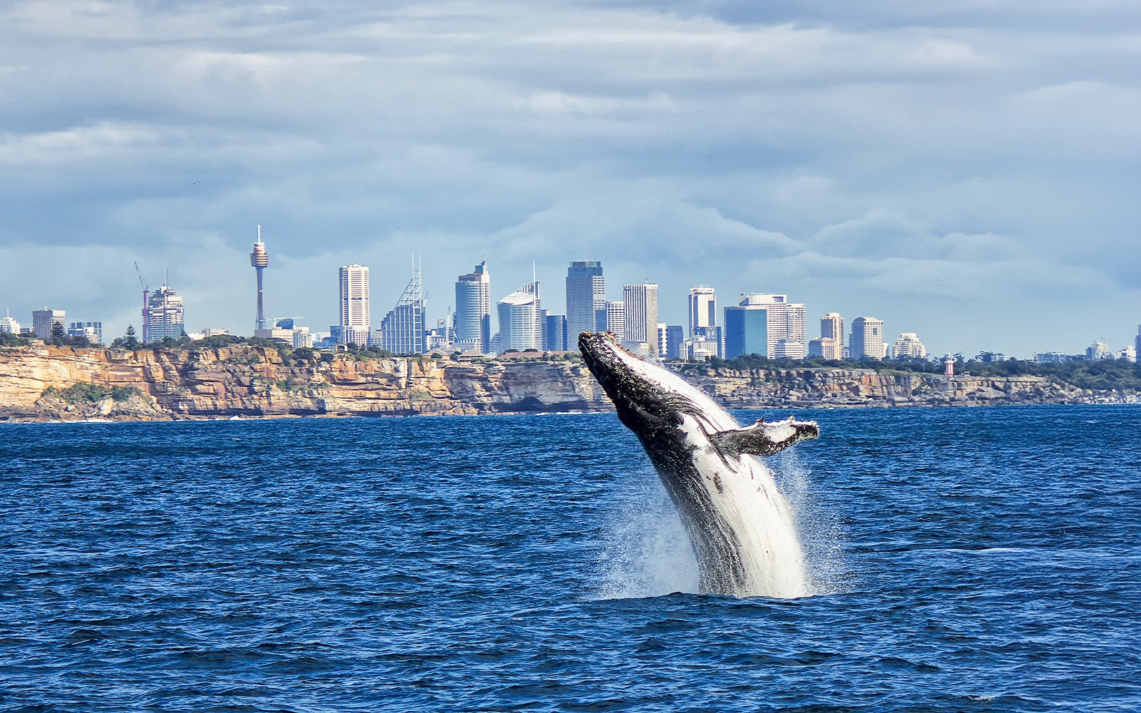 Sydney Whale Watching Cruise with 2-Day Hop-On Hop-Off Ferry Pass — gallery 4
