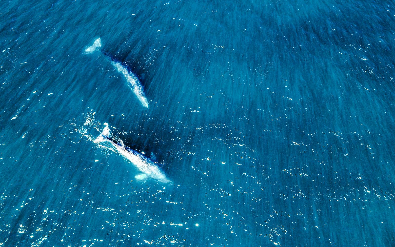 Long Beach Whale Watching and Dolphin Tour