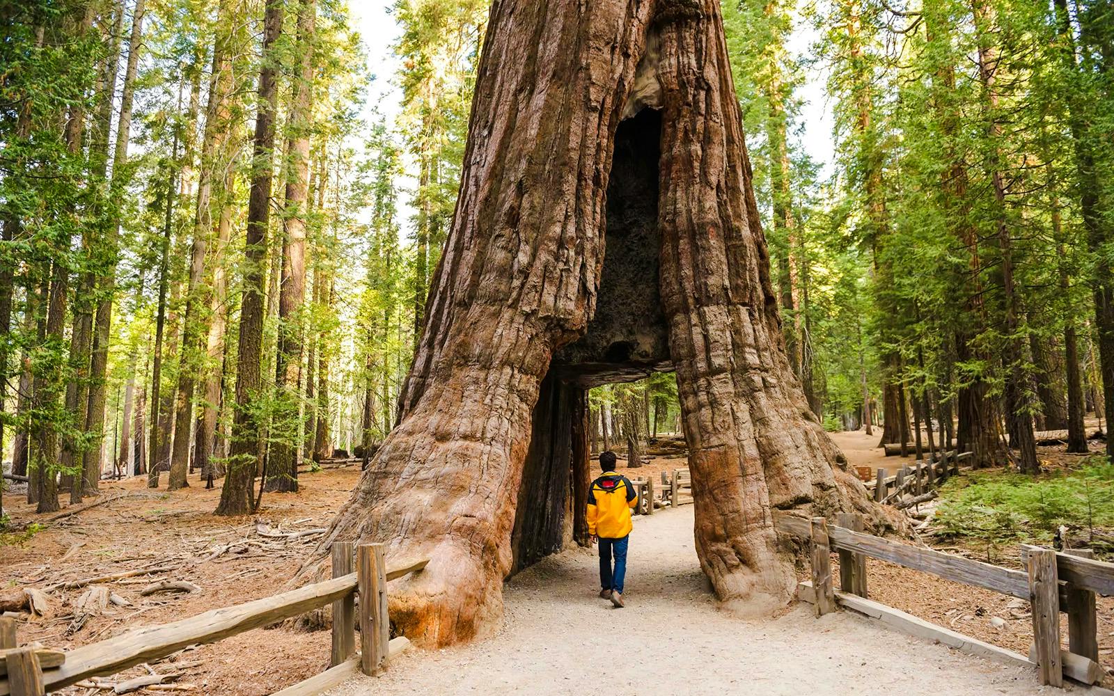 From San Jose: Yosemite Valley Day Trip