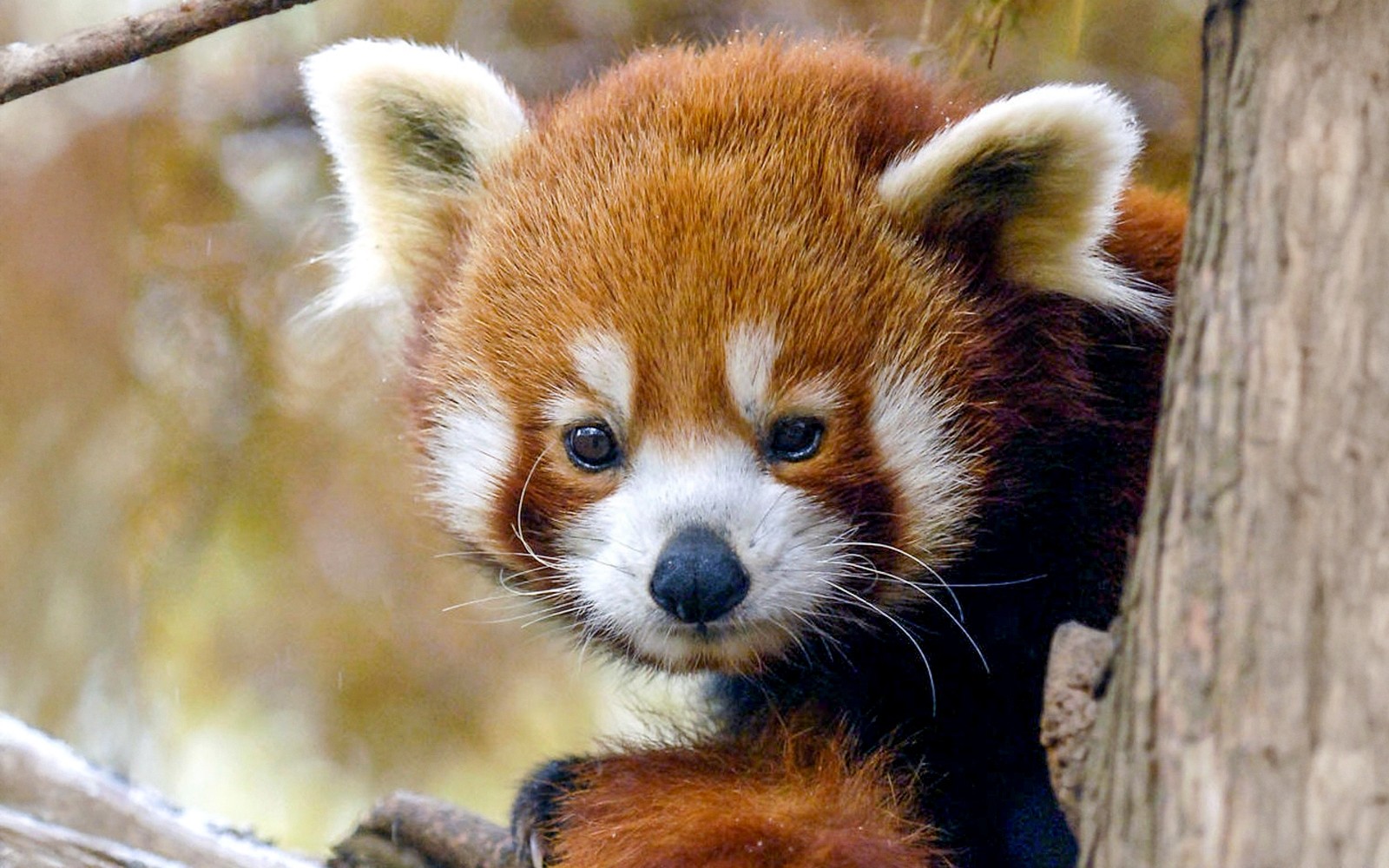 Central Park Zoo Tickets