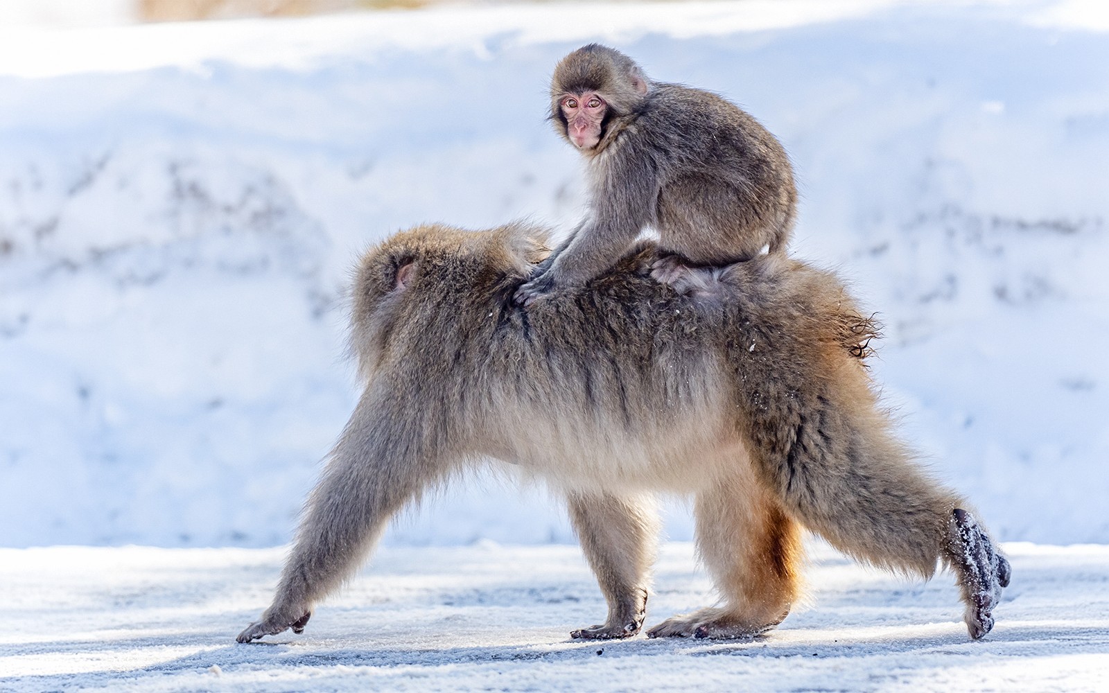 Nagano Snow Monkey Park & Shiga Kogen Maruike Park Day Tour