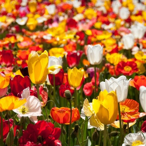 Canberra: Floriade Festival Guided Tour + Tulip Top Gardens Entry + Transfers — gallery 1