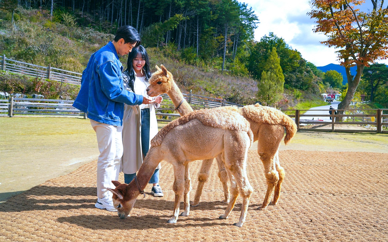 From Seoul: Alpaca World, Nami Island & Garden of Morning Calm Day Trip — gallery 4