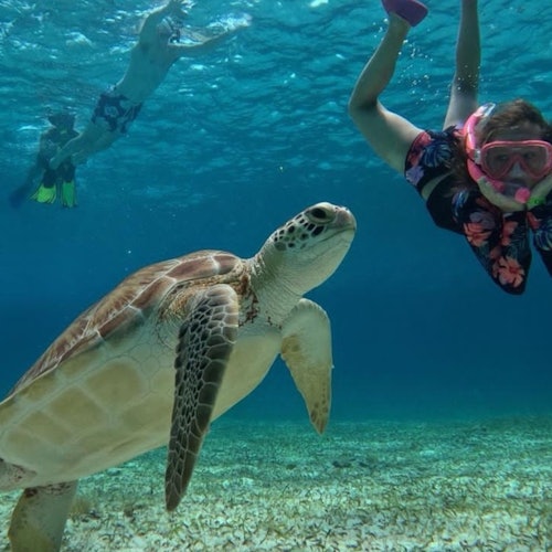Cozumel Turtle Sanctuary: Snorkel Tour