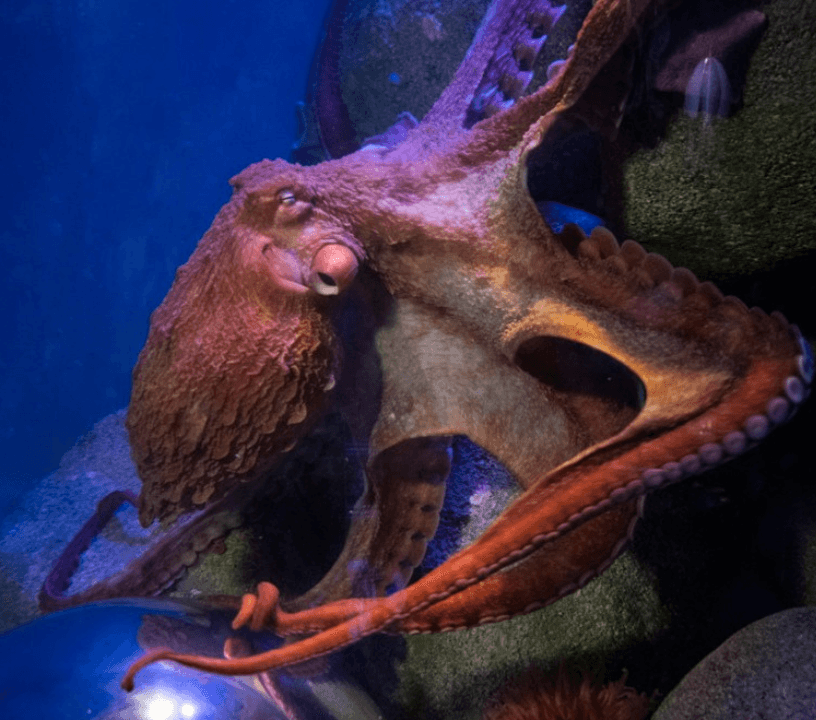 New York Aquarium: Entry Ticket