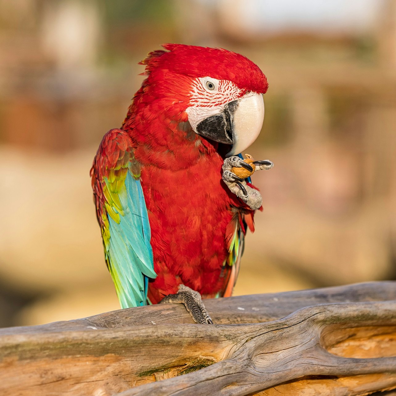 Parrot World: Annual Pass