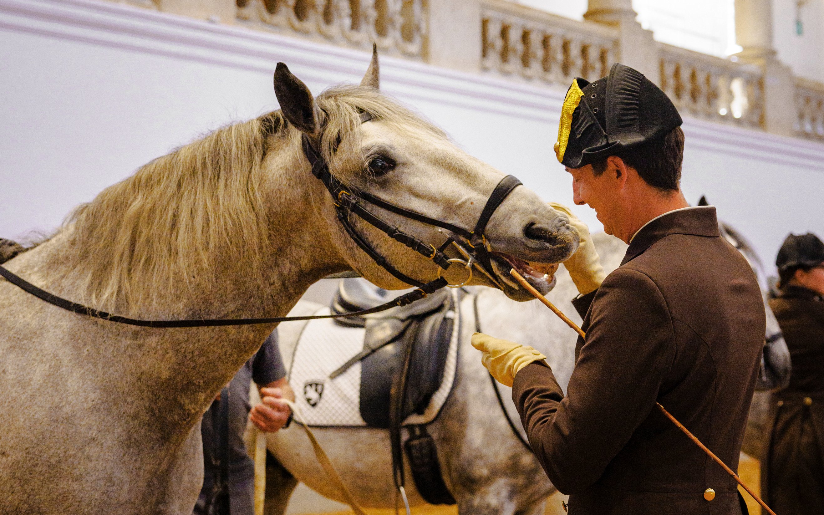 Spanish Riding School Training with Music Tickets