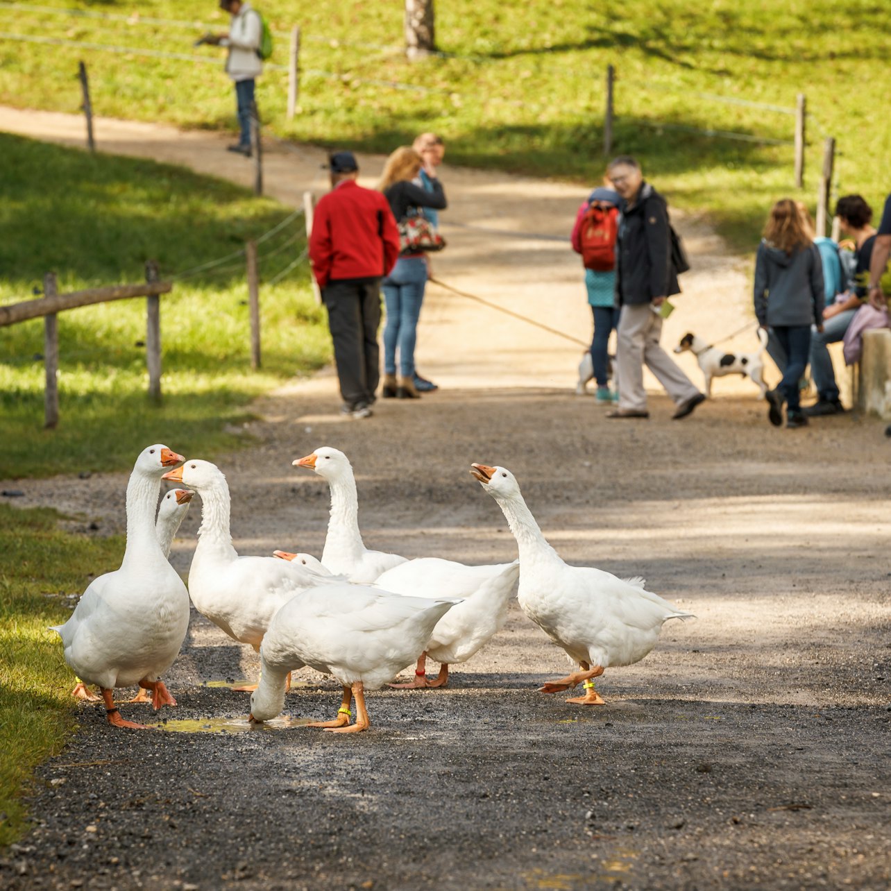 Open-Air Museum Ballenberg: Skip The Line Ticket