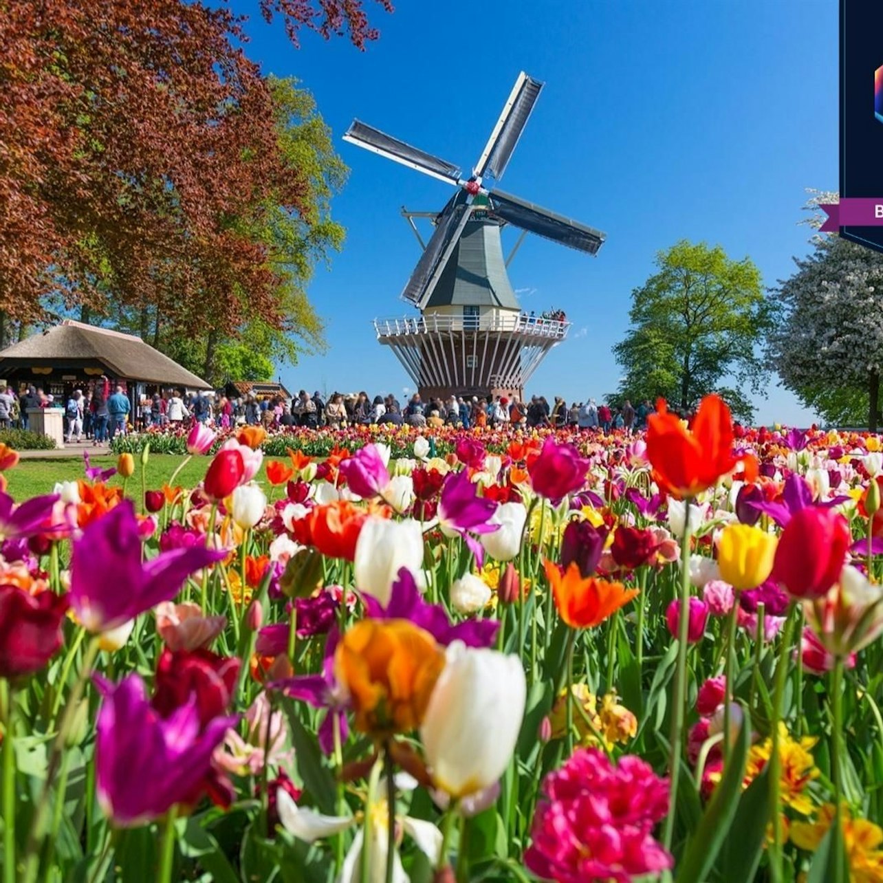 Keukenhof & Flower Parade: Day Tour from Amsterdam + Lunch — gallery 4