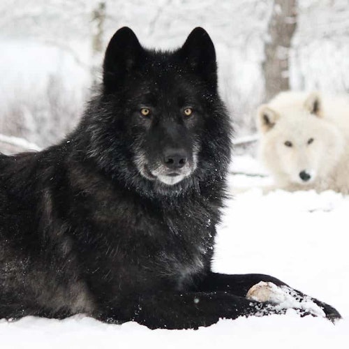 Yamnuska Wolfdog Sanctuary: Entry Ticket + Guided Tour — gallery 3