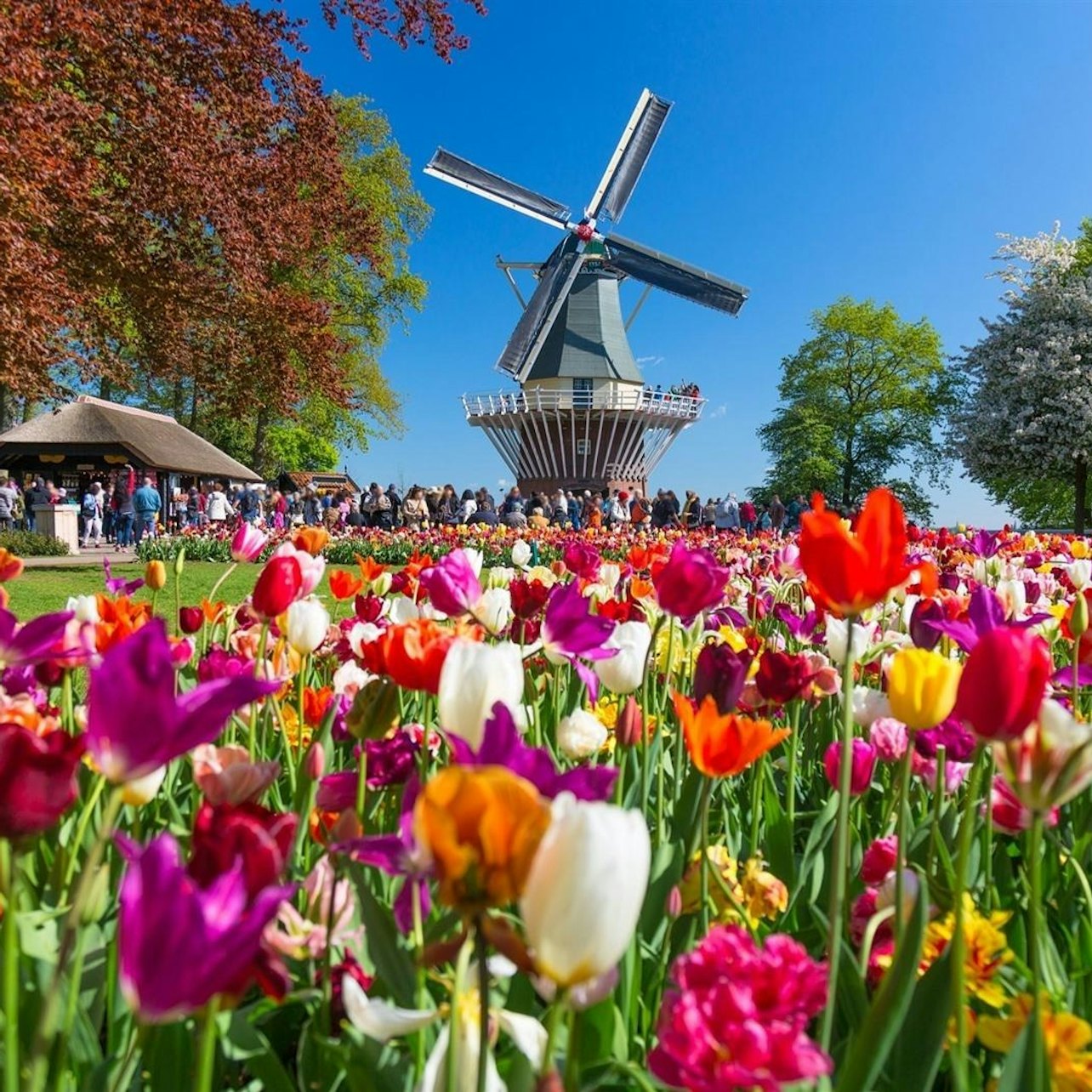 Keukenhof & Flower Parade: Entry Ticket + Transport