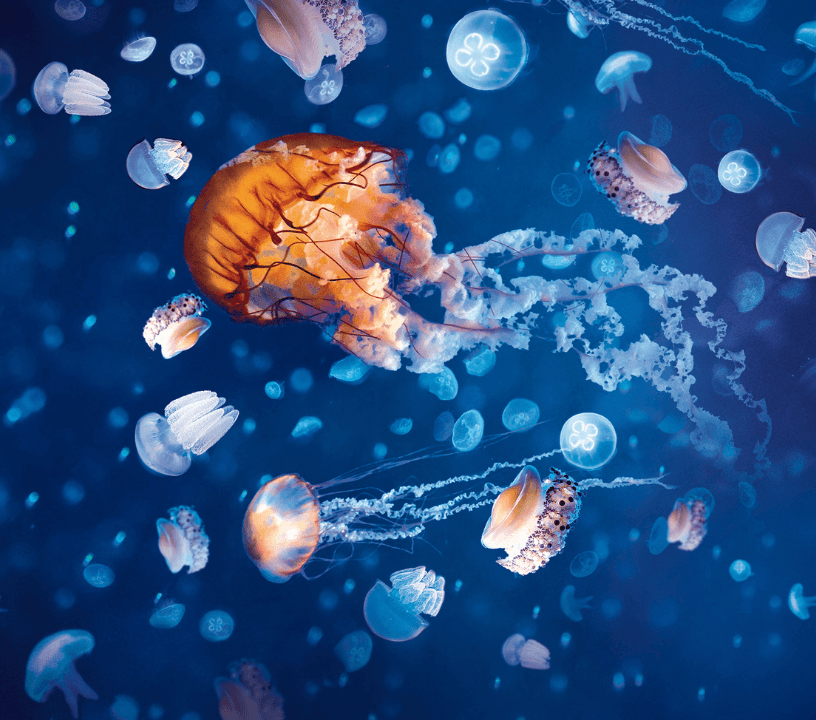 SEA LIFE London Aquarium: Standard Admission Tickets
