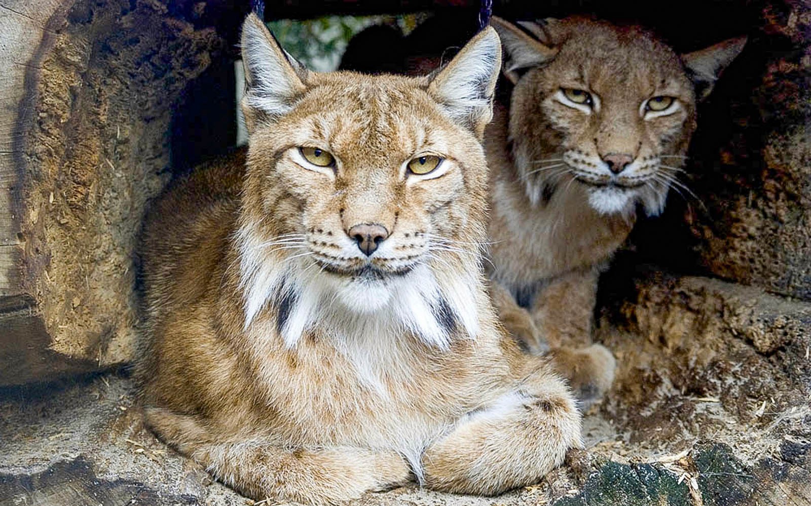 Krakow Zoo Entrance Tickets with Hotel Transfers — gallery 3
