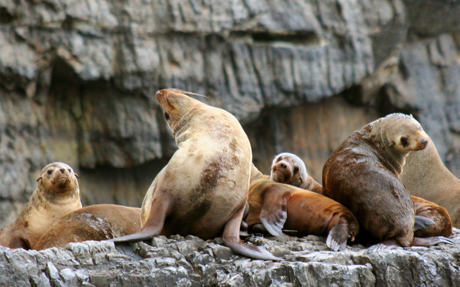 Full-Day Tasman Island Tour with Cruise and Lunch from Hobart