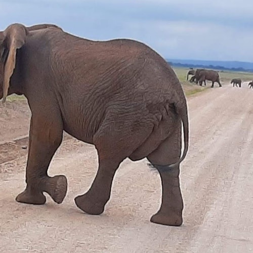 Amboseli National Park: Day Trip from Nairobi — gallery 1