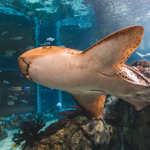 Toledo Zoo & Aquarium: Entry Ticket — gallery 4