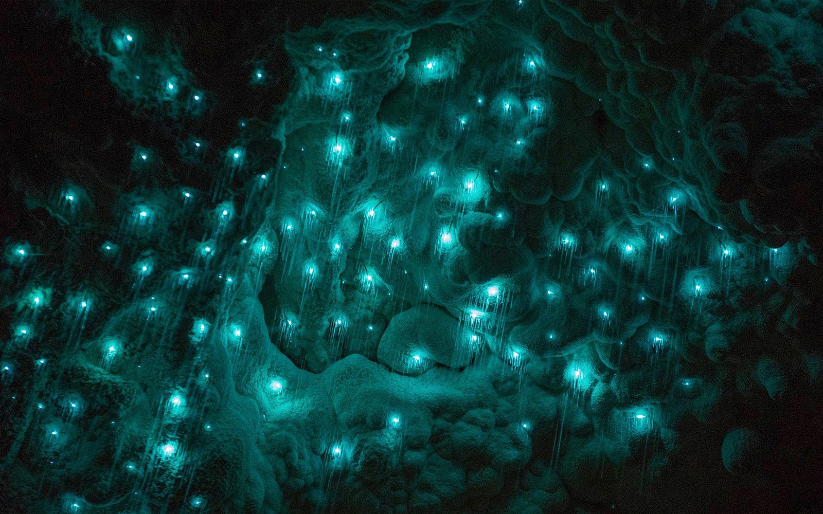From Auckland: Waitomo Glowworm Caves Guided Tour