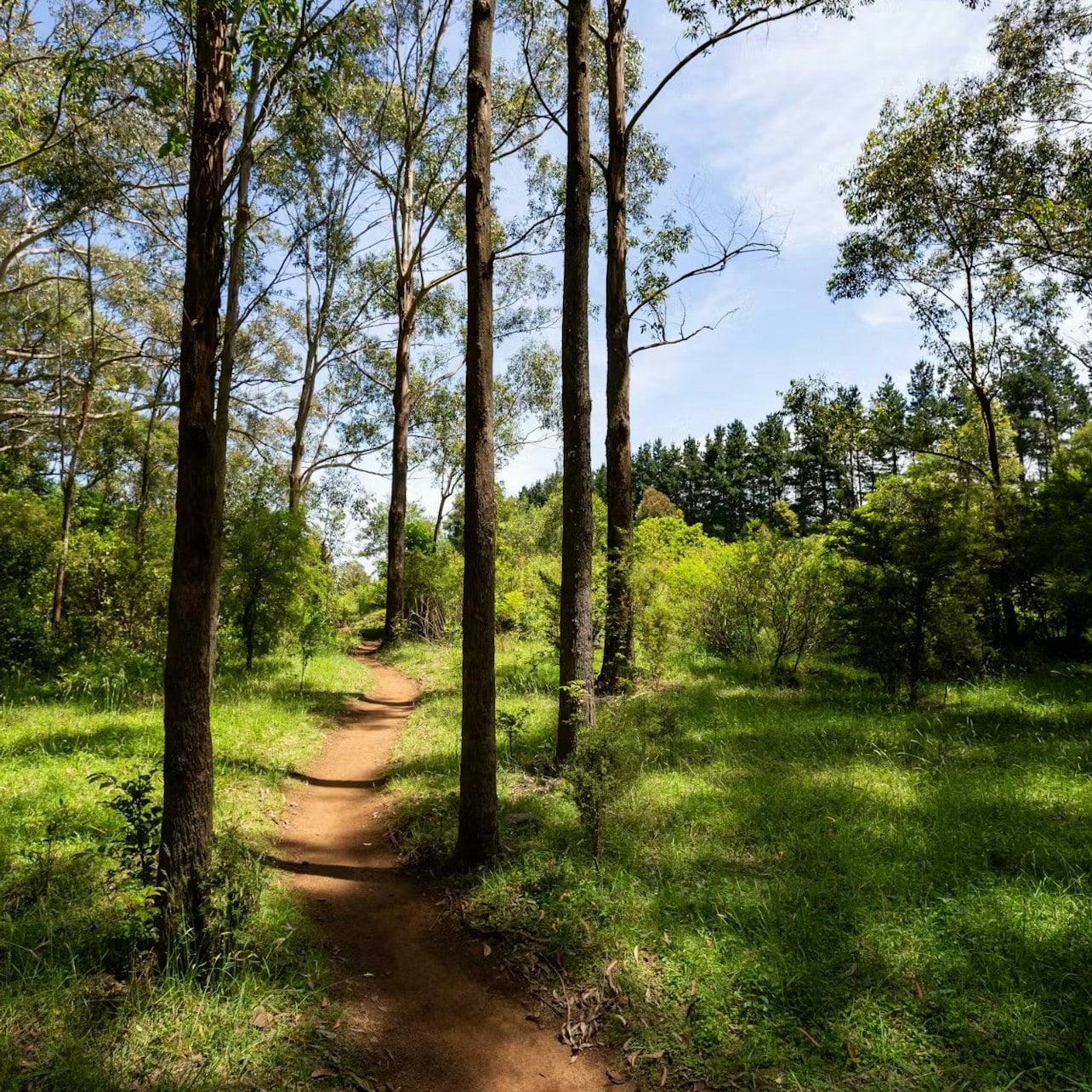 Illawarra Fly Treetop Adventures: Treetop Walk