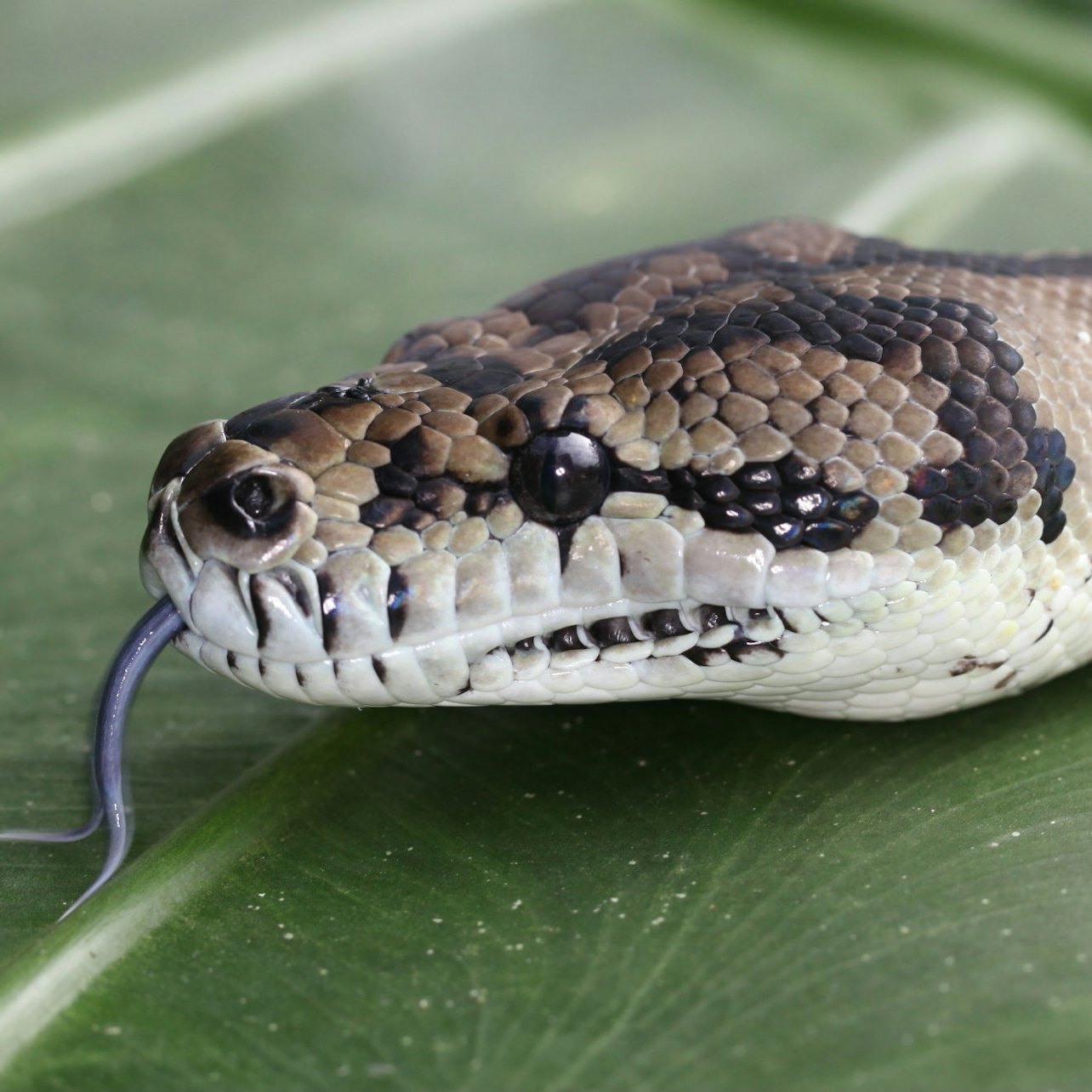 Port Douglas Wildlife Habitat