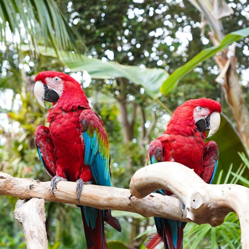 Bloedel Conservatory: Entry Ticket — gallery 1