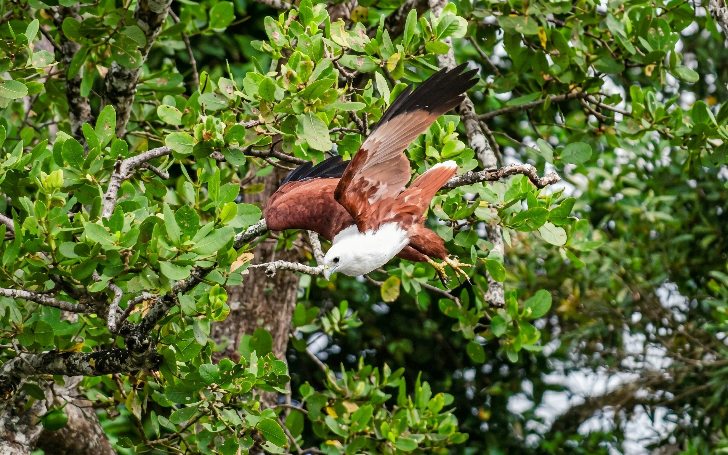 Daintree River Guided Crocodile & Wildlife Experience Cruise