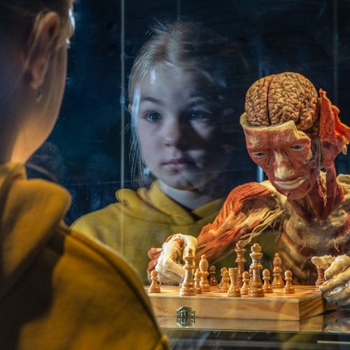 BODY WORLDS Museum Heidelberg - Anatomy of Happiness — gallery 1