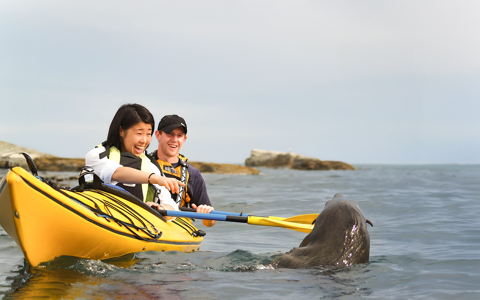 Kaikoura Guided Wildlife Kayaking Experience