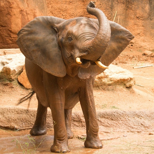 Zoo Atlanta: Entry Ticket