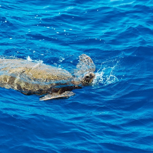 Waikiki: Daytime Glass Bottom Boat Tour