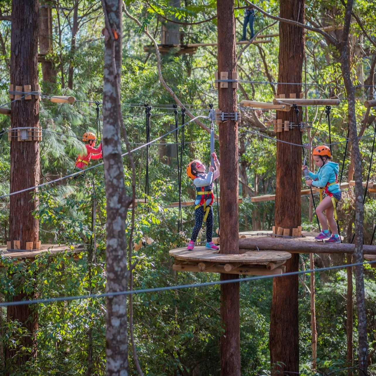 Treetops Adventure Belgrave: Junior Entry Ticket