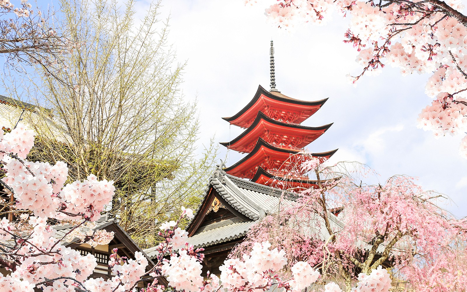 From Hiroshima: Hiroshima & Miyajima Small Group Tour with Professional Photos