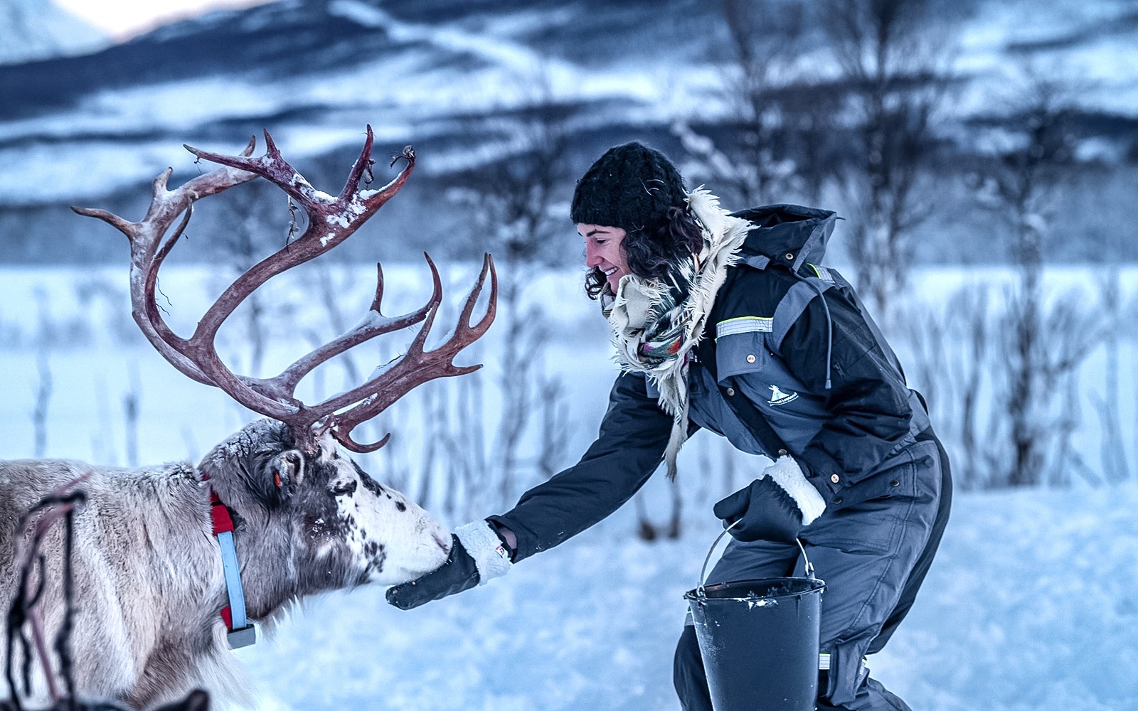 From Tromso: Reindeer Feeding Guided Tour with Chance of Northern Lights — gallery 1