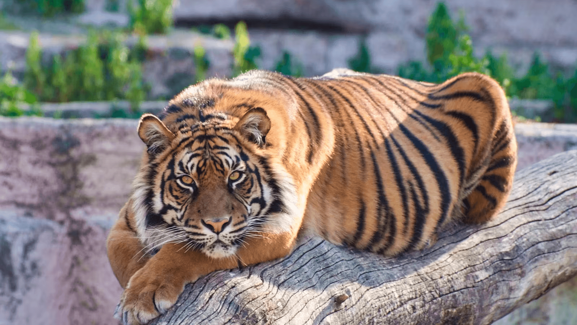 Barcelona Zoo — gallery 2