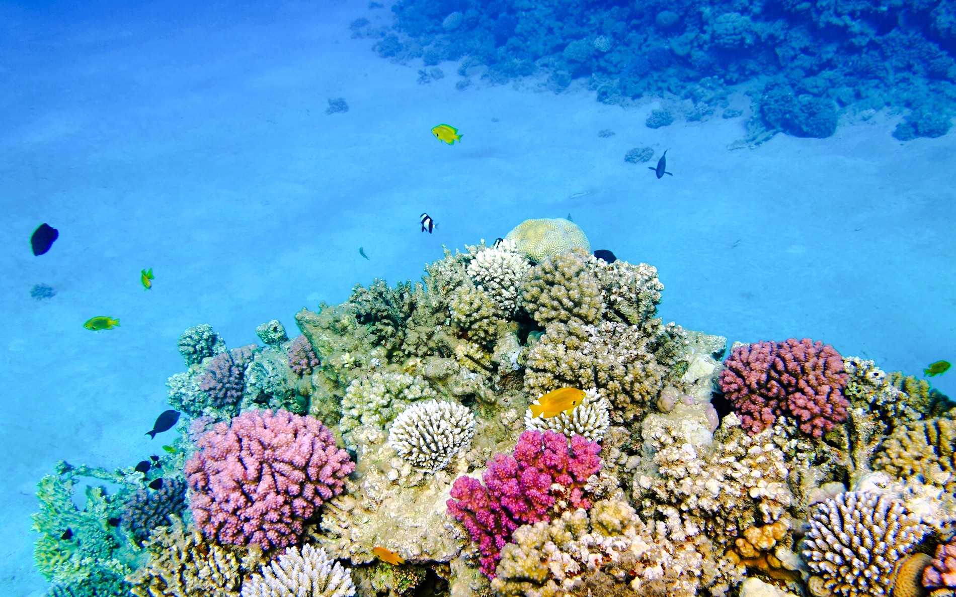 From Sharm El-Sheikh: Ras Mohamed & White Island Diving & Snorkeling Cruise with BBQ Lunch & Transfers — gallery 1
