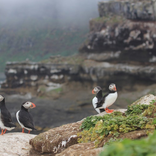 Husavik: Whale Watching Boat Tour