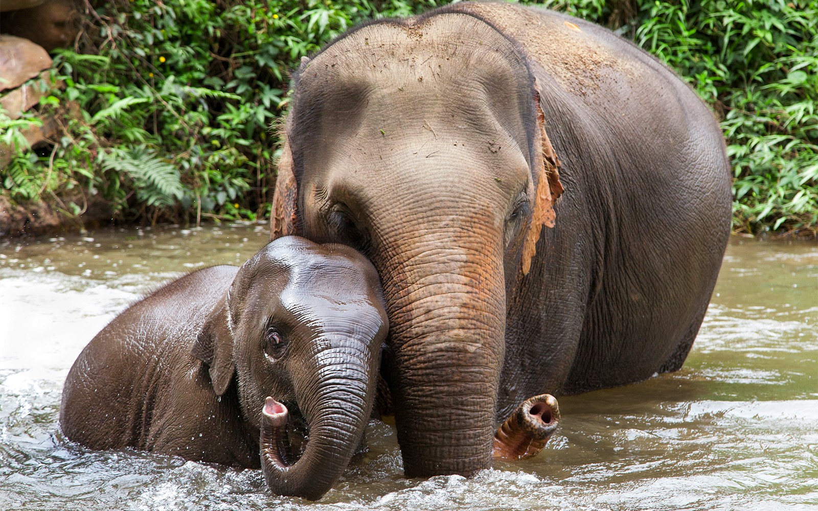 Damnoen Saduak Floating Market & Bangkok Elephant Camp Full-Day Guided Tour — gallery 1
