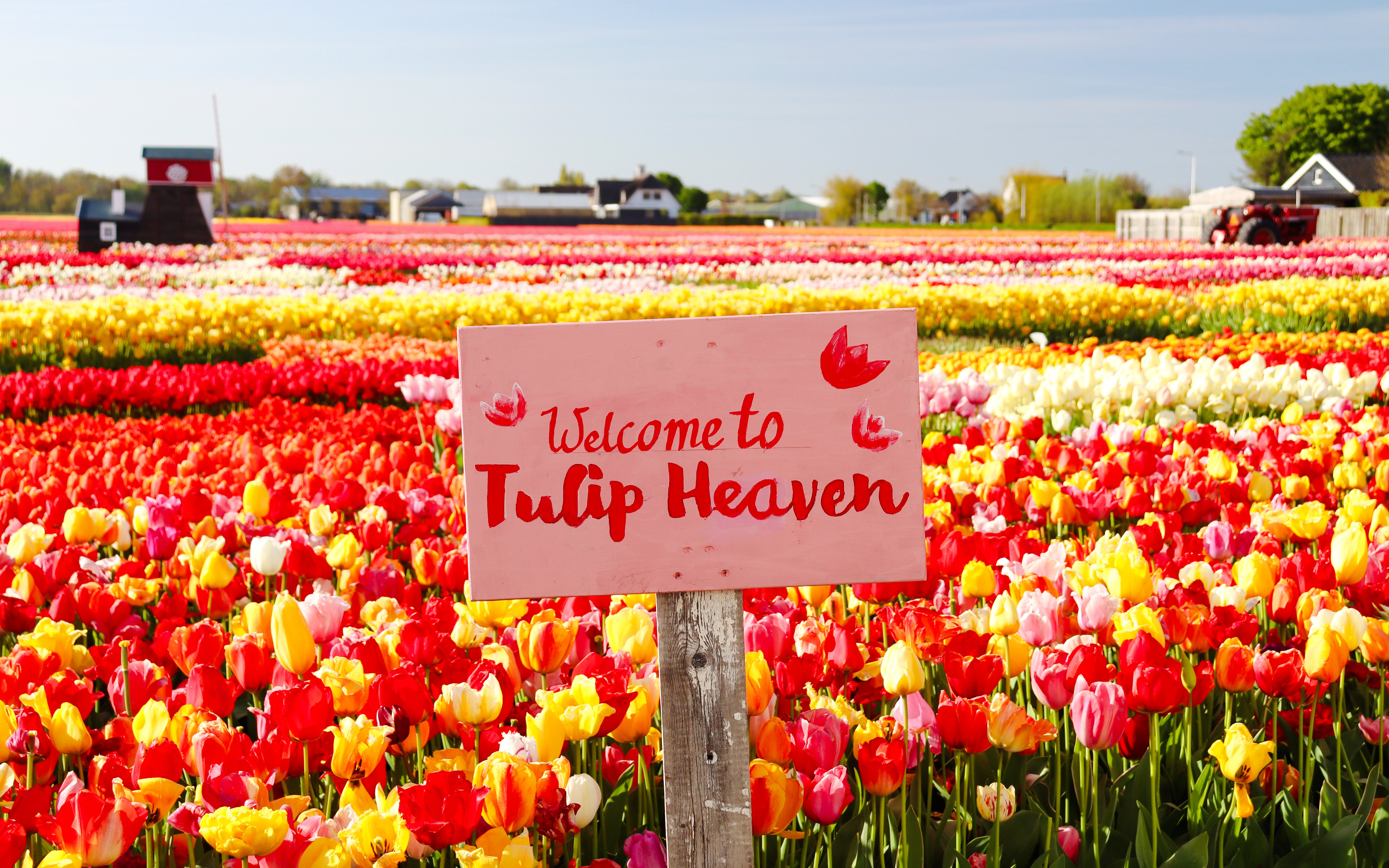 Tulip Experience Tickets with Tulip Fields Visit and Optional Transfers from Amsterdam
