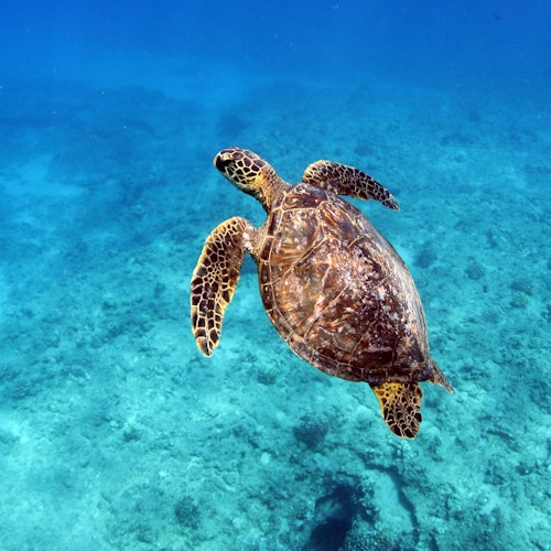 Oahu: Afternoon Dolphin Watching Cruise + Snorkeling — gallery 1