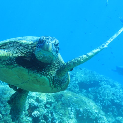 Oahu: Guided Dolphin Watching & Snorkeling Tour + Lunch + Roundtrip Transfer — gallery 2