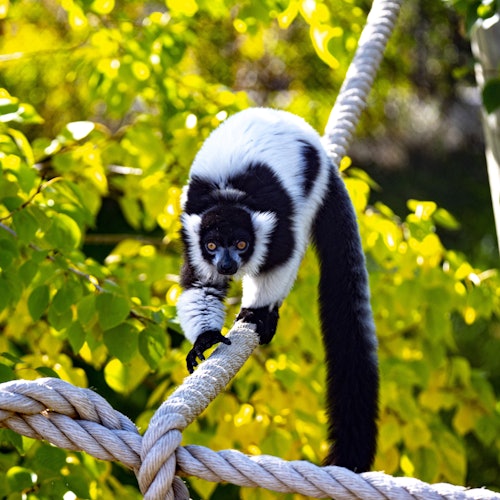 Entrada al Zoo de Lagos — gallery 4