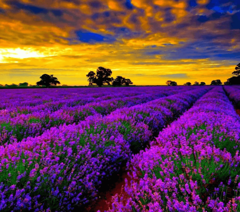 Gorges of Verdon and Fields of Lavender Tour