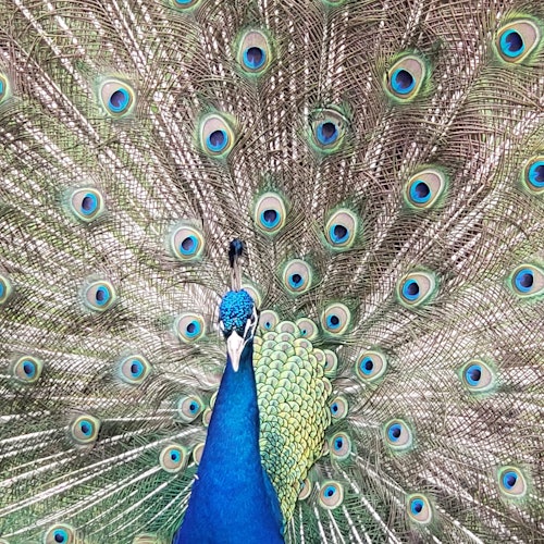Franklin Drive Thru Safari: Entry Ticket — gallery 2