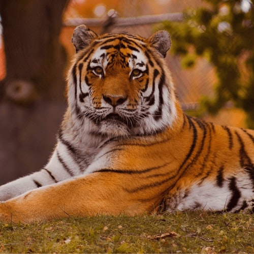 Entrada al Zoo de Lagos — gallery 3