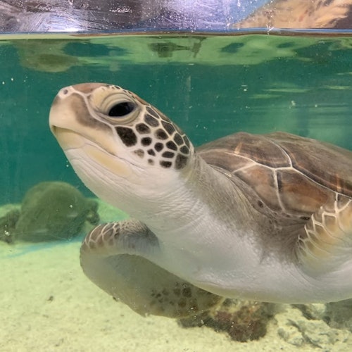 Marine Life Encounter at Cairns Aquarium — gallery 3